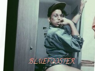 BLUEFOOSTER